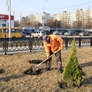 МБУ «Дорстрой» осуществил каблинг более 100 деревьев