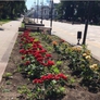 МБУ «Дорстрой» высадило на улицах города около 100 000 цветов
